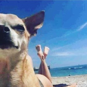 Meet your Posher, Allie